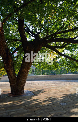 Il Survivor Tree, un 100-anno-vecchio olmo che è sopravvissuto il Murrah Federal Building attentato del 19 aprile 1995. Foto Stock