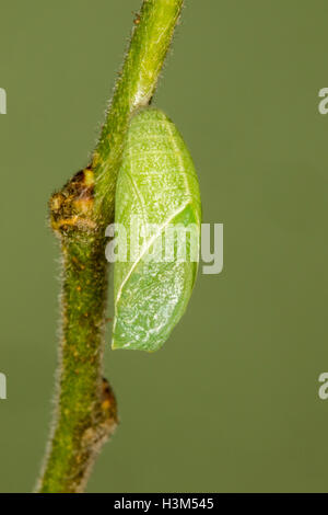 American muso Libytheana carinenta Tucson, Arizona, Stati Uniti 27 settembre 2016 Pupa Nymphalidae Libytheinae Foto Stock