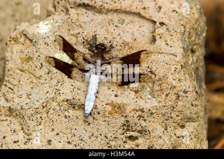 Comune di culbianco libellula lydia est di castoro, Utah, Stati Uniti 3luglio 2016 maschio adulto libellulidae odonati Foto Stock