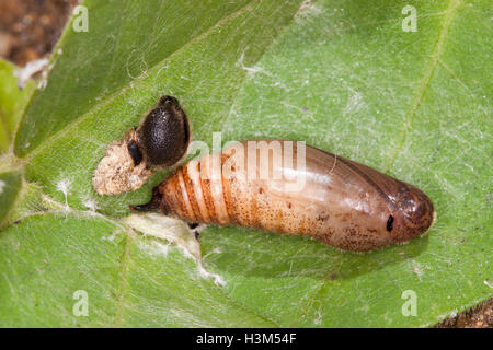 Annoso bordo lyciades Achalarus Mark Twain National Forest, Barry County, Missouri, Regno Staes 14 luglio 2005 Pupa o chr Foto Stock