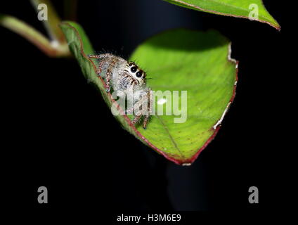 Pelosi, marrone jumping spider su una foglia Foto Stock