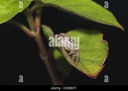 Pelosi, marrone jumping spider su una foglia Foto Stock