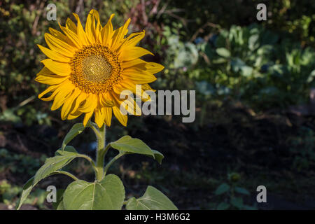 Fiore giallo di un girasole su un alto fusto Foto Stock