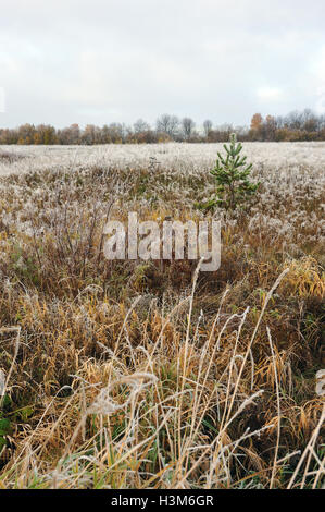 Paesaggio del campo con Pino Solitario dal primo gelo con il bianco rime. Foto Stock