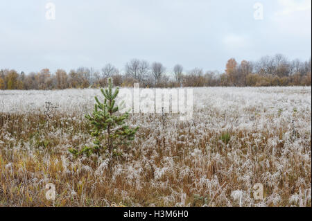 Paesaggio del campo con Pino Solitario dal primo gelo con il bianco rime. Foto Stock