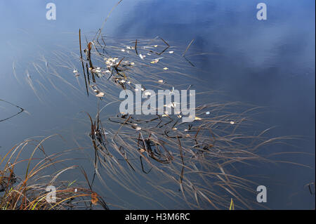 Abstract. Il flusso del tempo. Il fiume nel suo flusso ondeggianti l'erba cresce sotto l'acqua Foto Stock