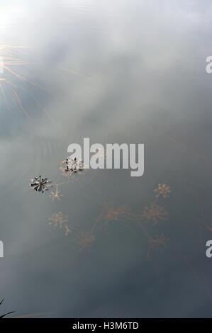 Abstract. Il flusso del tempo. Il fiume nel suo flusso ondeggianti l'erba cresce sotto l'acqua Foto Stock