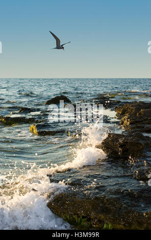 Ucraina, Crimea (uccelli, il mare puro e buone condizioni meteorologiche). Disponibili in alta risoluzione e di varie dimensioni. Foto Stock