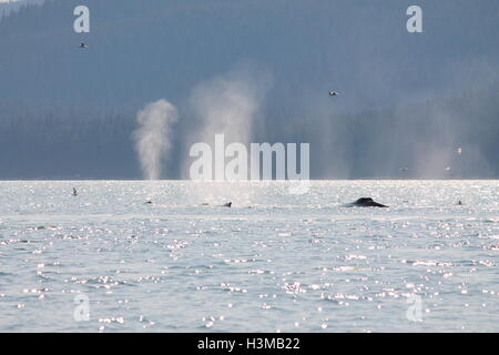 Le megattere vicino a Juneau, in Alaska. Foto Stock