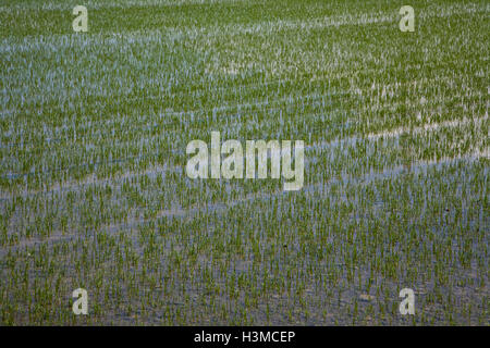 Risaie, Novara, Piemonte, Italia Foto Stock