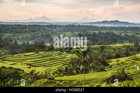 Jatiluwih, Bali, Indonesia Foto Stock