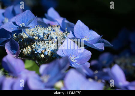 Fiori blu Lacecap Ortensie Foto Stock