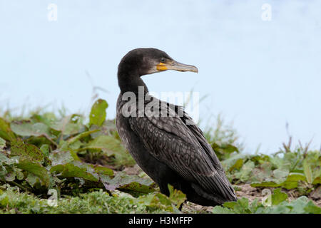Cormorano Phalacrocorax carbo sinensis Phalicrocorax carbo carbo immaturo appollaiato sul bankside Foto Stock