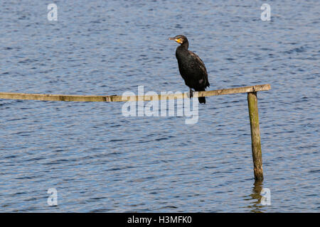 Cormorano Phalacrocorax carbo sinensis Phalicrocorax carbo carbo adulto non-allevamento di pesce persico del piumaggio sulla rampa di legno Foto Stock