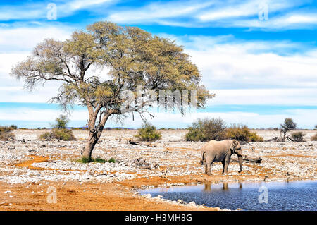 Vista dell' elefante africano in acqua piscina nel parco nazionale di Etosha. Etosha è un parco nazionale nel nord-ovest della Namibia. Foto Stock