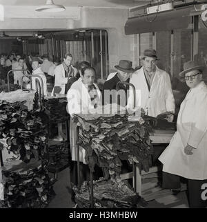 Degli anni Cinquanta, storico, rendendo una visone pelliccia. Immagine mostra dei dirigenti e dei lavoratori in camici bianchi - Alcuni indossano berretti - all'interno di una visone pelliccia fabbrica, Londra, Inghilterra. Foto Stock