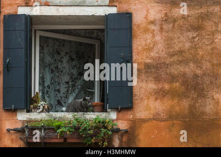 Un gatto in una finestra a Venezia Foto Stock