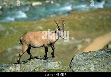 Stambecco delle Alpi (Capra ibex), la Valsavarenche Parco Nazionale del Gran Paradiso, Valle d'Aosta, Italia Foto Stock