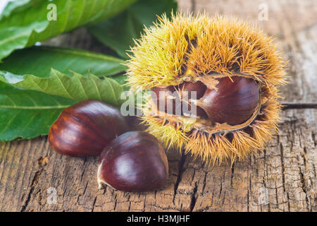 Le castagne con le sue foglie e bave su uno sfondo di legno Foto Stock