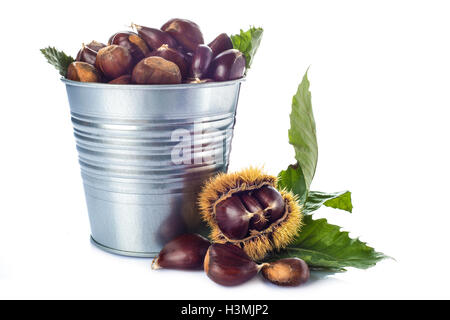 Le castagne in un cucchiaio di stagno con le sue foglie spinose una bava isolato su uno sfondo bianco Foto Stock