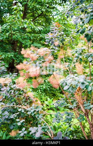 Una boccola di fumo, Cotinus coggygria, o arbusto smoketree in piena fioritura Foto Stock