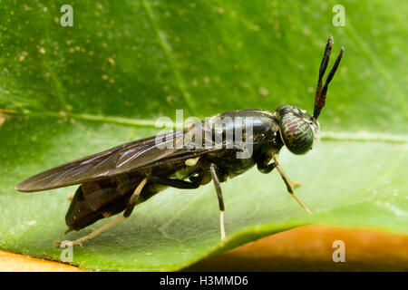 Black soldier fly Foto Stock