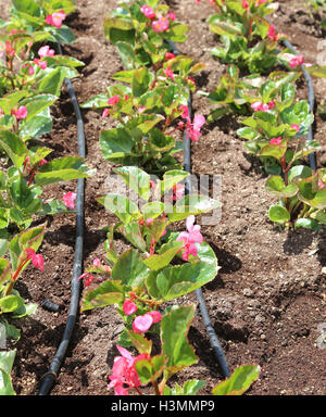 Aiuola di fiori con sistema di irrigazione automatica e molti fiori di colore rosa Foto Stock