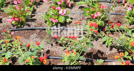 Aiuola di fiori con sistema di irrigazione automatica e molti fiori Foto Stock