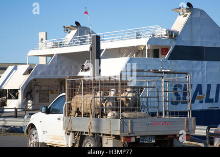 Pecore in un ute in procinto di essere caricato sul Sealink ferry a Cape Jervis sul percorso di Kangaroo Island,Sud Australia Foto Stock