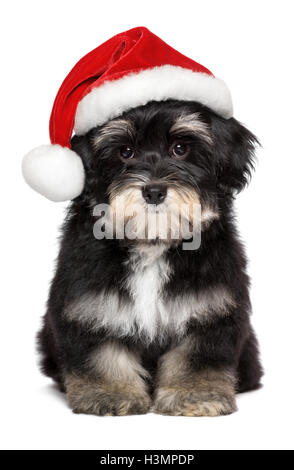 Carino il Natale Havanese cucciolo di cane in una ritoccata Santa hat Foto Stock