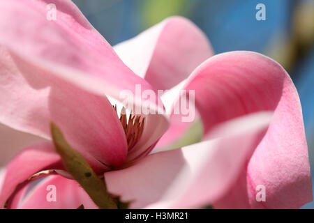 Grande libero fluire di rosa fiori di magnolia - Primavera di bellezza Jane Ann Butler JABP Fotografia1652 Foto Stock