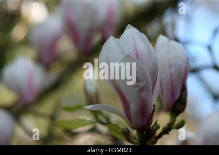 Magnolia emergenti boccioli di fiori Jane Ann Butler JABP Fotografia1660 Foto Stock