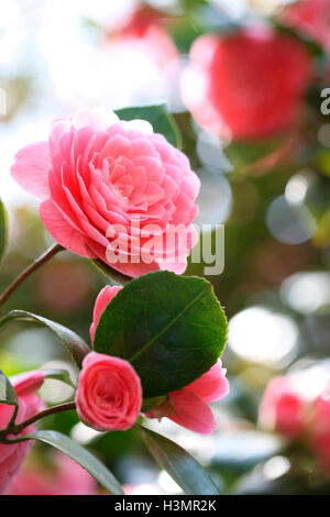 Sunny pink camellia fiorisce Jane Ann Butler JABP Fotografia1659 Foto Stock