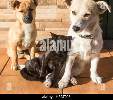 Due cani e un gatto insieme in strada in Spagna. Foto Stock