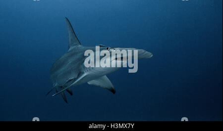 Vista subacquea del grande squalo martello, Jupiter, Florida, Stati Uniti d'America Foto Stock