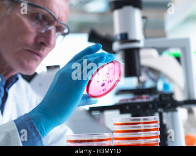 Microbiologia, scienziato utilizzando un microscopio a luce invertita per visualizzare la crescita della coltura in piastre di Petri durante un esperimento Foto Stock