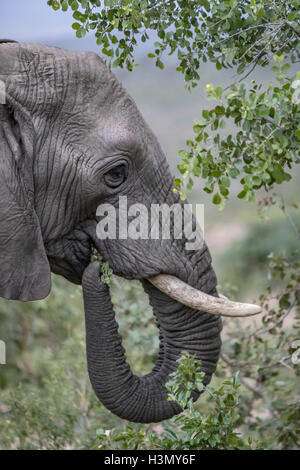 Wild Elefante africano a mangiare le foglie, Hluhluwe-Imfolozi Park, Sud Africa Foto Stock