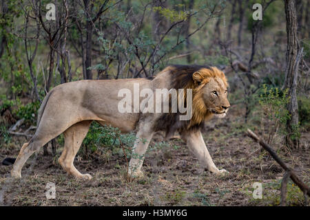 Wild African Lion maschio stalking la sua preda, Hluhluwe-Imfolozi Park, Sud Africa Foto Stock