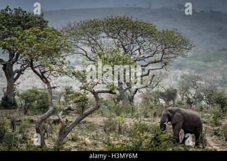 Wild Elefante africano a mangiare le foglie, Hluhluwe-Imfolozi Park, Sud Africa Foto Stock
