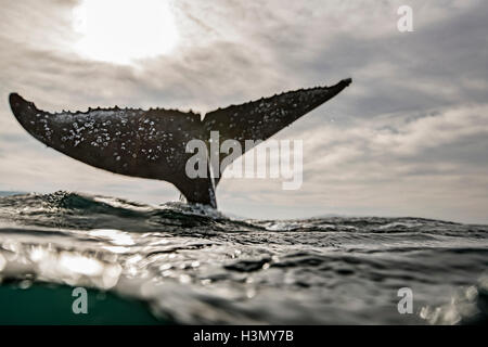 Humpback Whale calf giocando sulla superficie dell oceano, Port St. Johns, Sud Africa Foto Stock