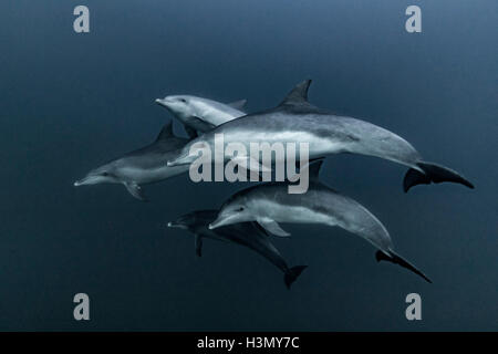 Pod di delfini comuni caccia, Port St. Johns, Sud Africa Foto Stock