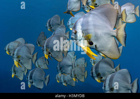 Scuola di Longfin (Batfish Platax Teira), Aliwal Shoal, Sud Africa Foto Stock