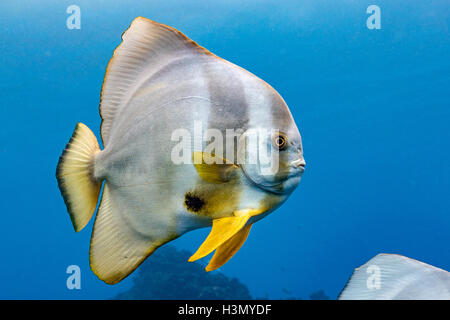 Unico Longfin (Batfish Platax Teira), Aliwal Shoal, Sud Africa Foto Stock