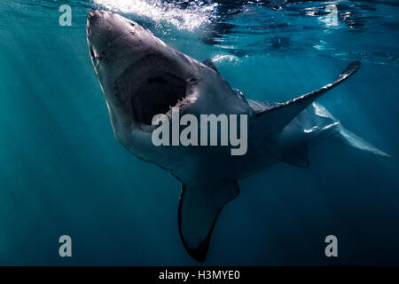 Il grande squalo bianco (Carcharodon carcharias) nuotare vicino alla superficie dell'oceano, Gansbaai, Sud Africa Foto Stock