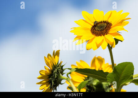 In autunno i fiori di girasole contro il cielo Foto Stock