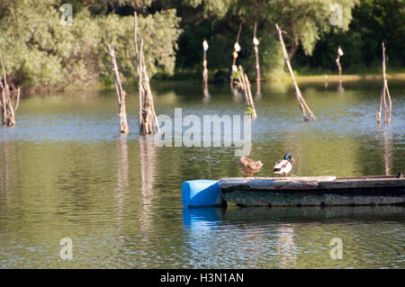 Un branco di anatre selvatiche godendo del Danubio Foto Stock