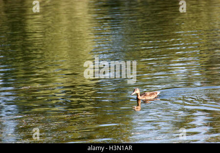 Un branco di anatre selvatiche godendo del Danubio Foto Stock