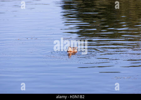 Un branco di anatre selvatiche godendo del Danubio Foto Stock