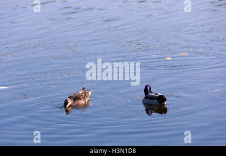 Un branco di anatre selvatiche godendo del Danubio Foto Stock
