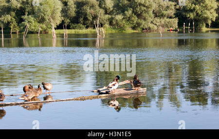 Un branco di anatre selvatiche godendo del Danubio Foto Stock